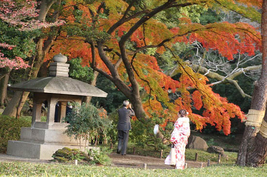 小石川後楽園の紅葉、キセキレイ_e0255509_210132.jpg