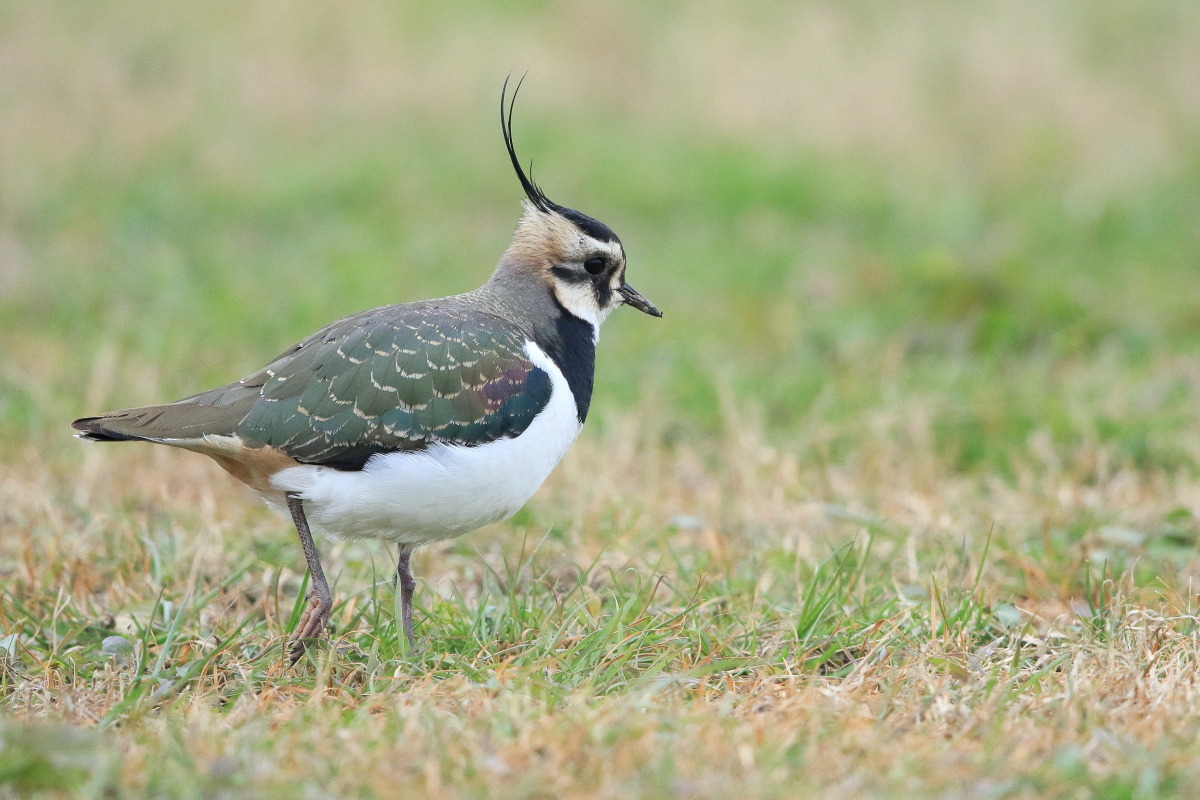 タゲリ 成鳥と若鳥 ?_f0369315_19535700.jpg