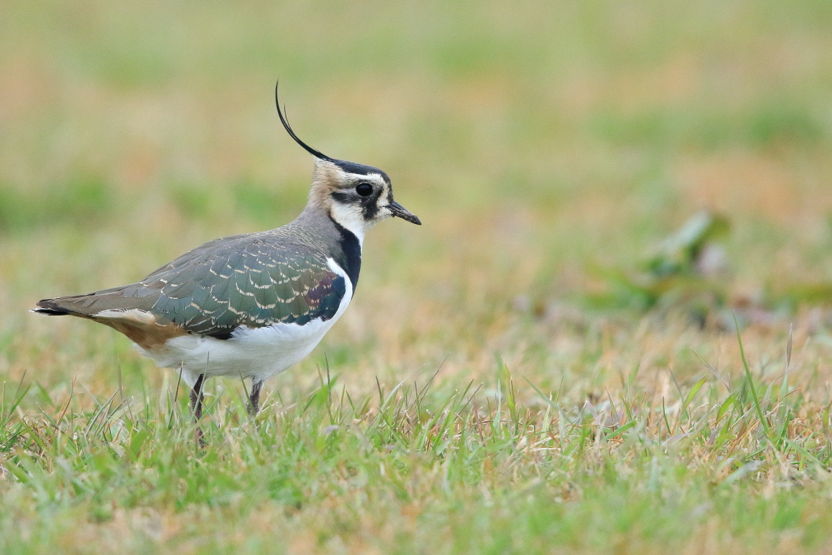 タゲリ 成鳥と若鳥 ?_f0369315_19535737.jpg