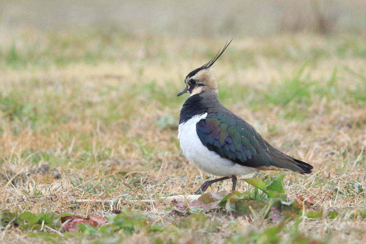 タゲリ 成鳥と若鳥 ?_f0369315_20072600.jpg