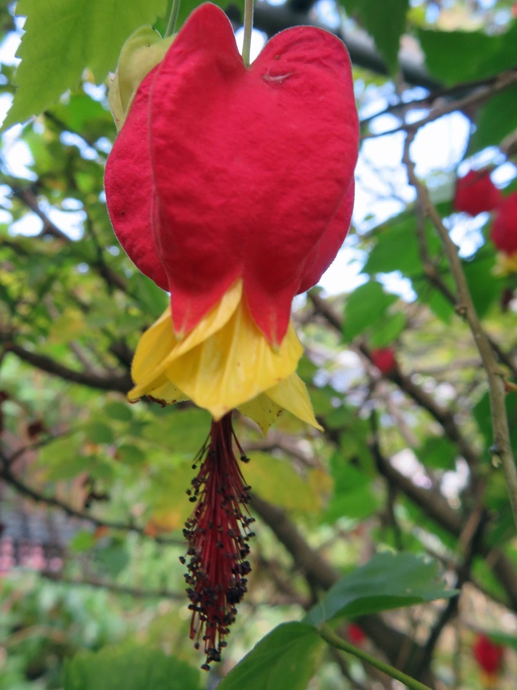 マユハケオモト : 我が家の花たち