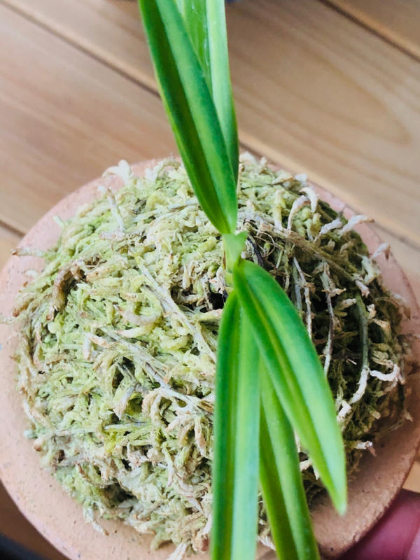 長寿楽 : □ サムライ オーキッド □ 富貴蘭 セレクトショップ