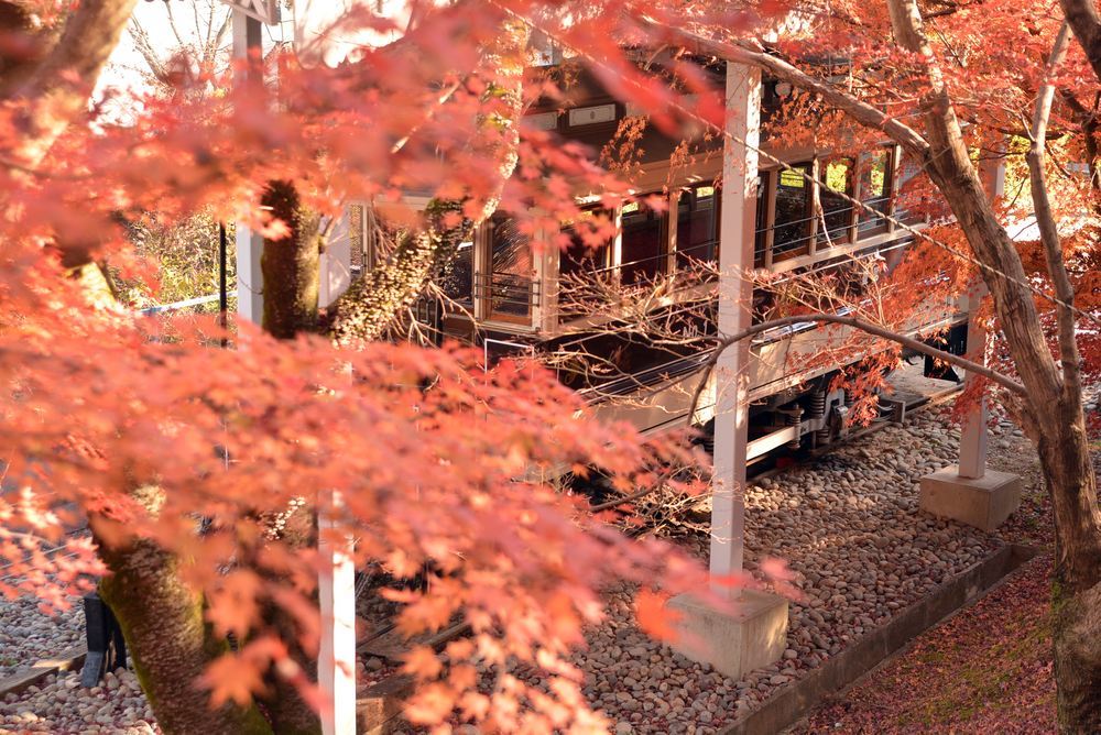 京都市電名古屋電停付近の紅葉_e0373930_23360801.jpg