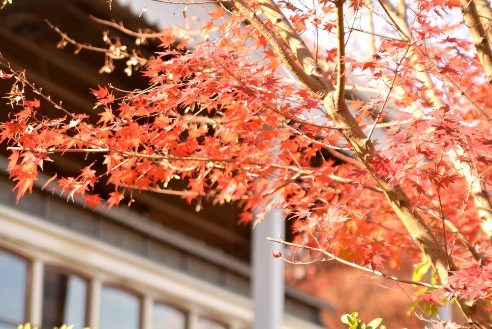 京都市電名古屋電停付近の紅葉_e0373930_23360835.jpg