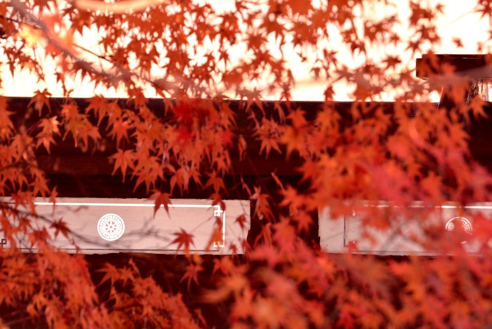 京都市電名古屋電停付近の紅葉_e0373930_23360933.jpg