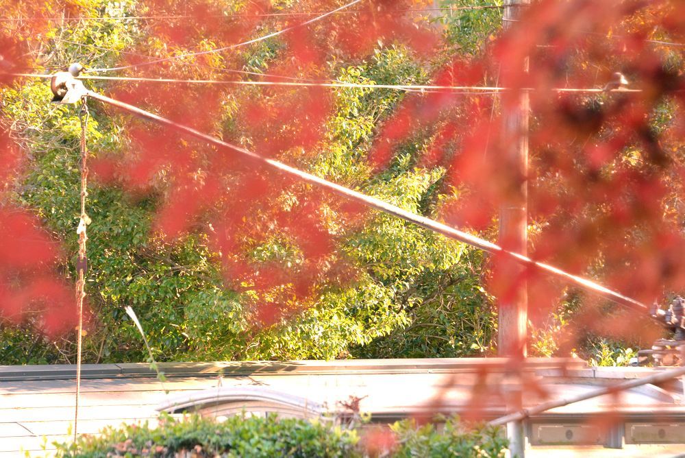 京都市電名古屋電停付近の紅葉_e0373930_23360974.jpg