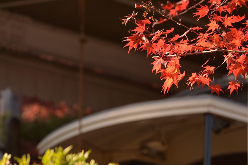 京都市電名古屋電停付近の紅葉_e0373930_23373717.jpg