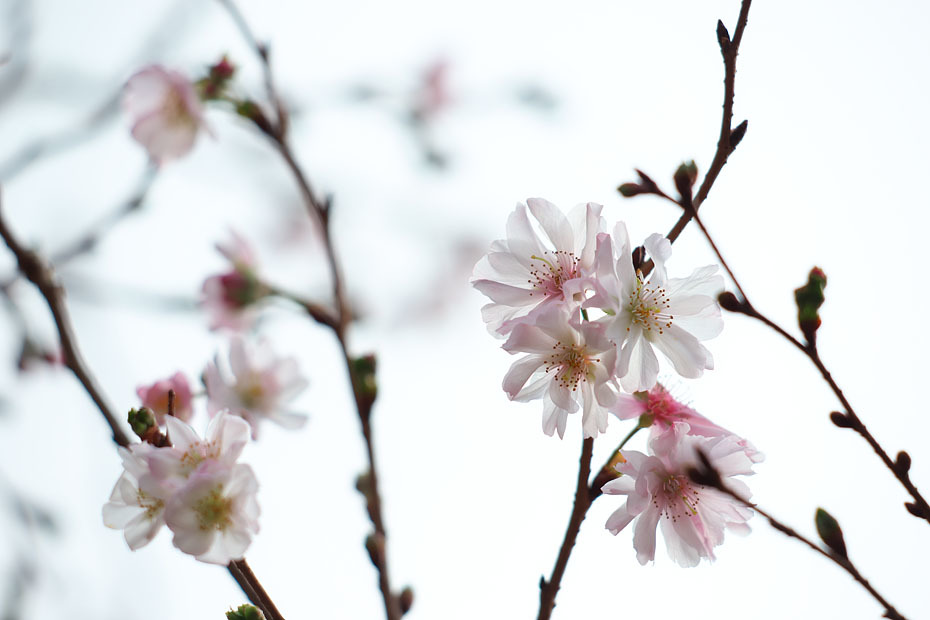 冬の桜_c0067040_21132737.jpg