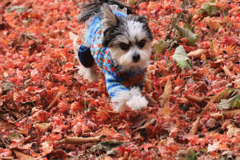 c0145250_10150788.gif