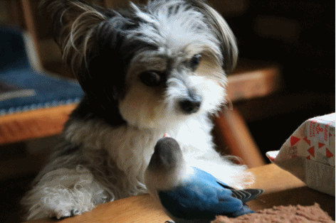 c0145250_11190571.gif