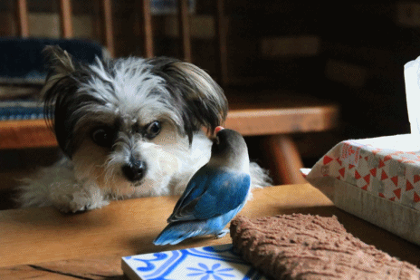 c0145250_11192828.gif