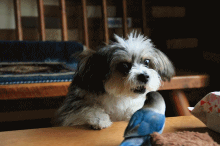 c0145250_11193163.gif