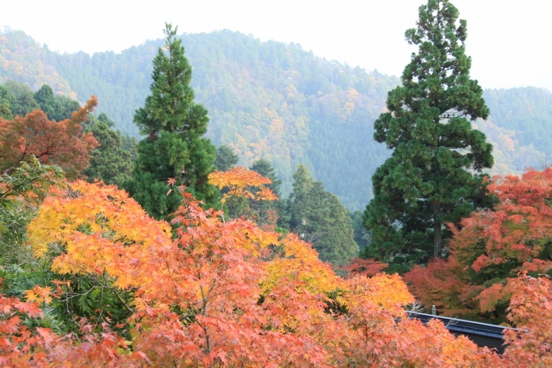 鞍馬寺の紅葉_a0355356_10331619.jpg