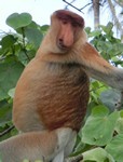ディズニーランドのジャングルクルーズ 対 ボルネオのジャングルクルーズ_a0132757_13173691.jpg