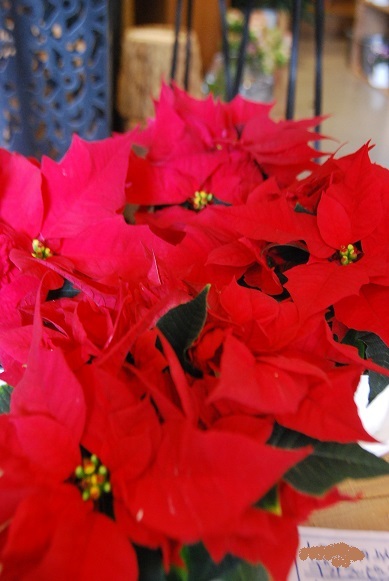 花鉢をかざりませんか_a0201358_14173244.jpg