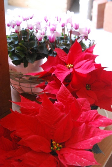 花鉢をかざりませんか_a0201358_14184350.jpg