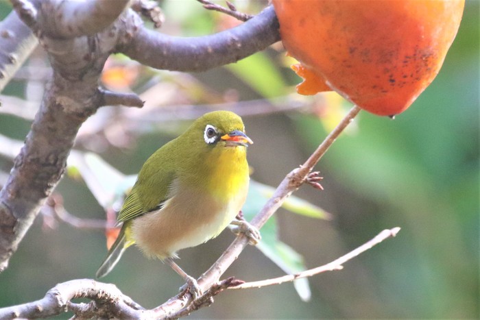 カキジロ~_f0106759_55221.jpg