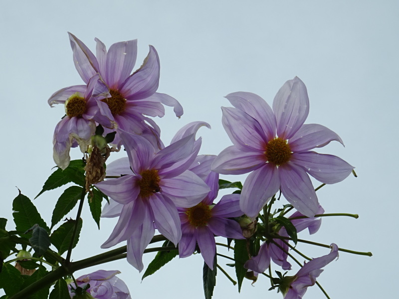 我が家の花壇リニューアル作業継続中_c0108460_17422274.jpg