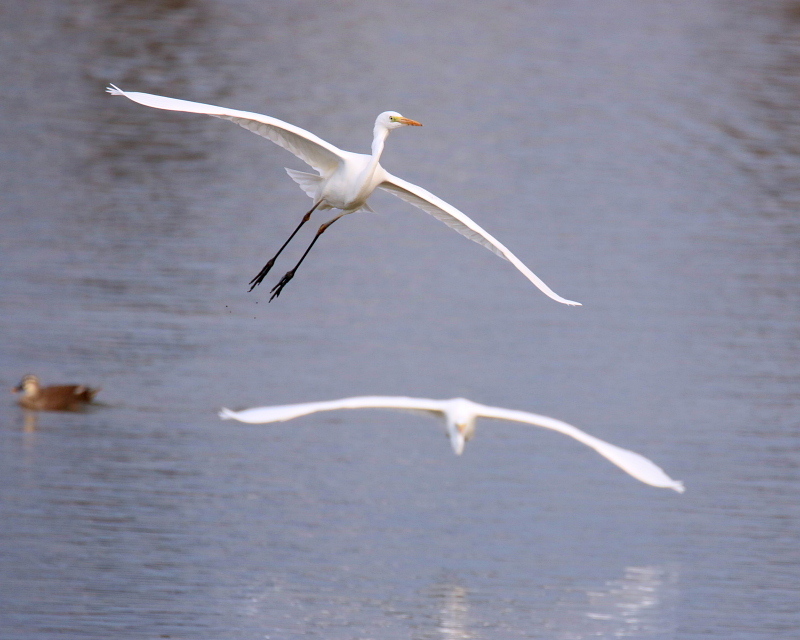 波志江沼で ウ・サギ・カモ_c0305565_17344541.jpg