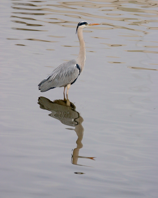 波志江沼で ウ・サギ・カモ_c0305565_17350770.jpg