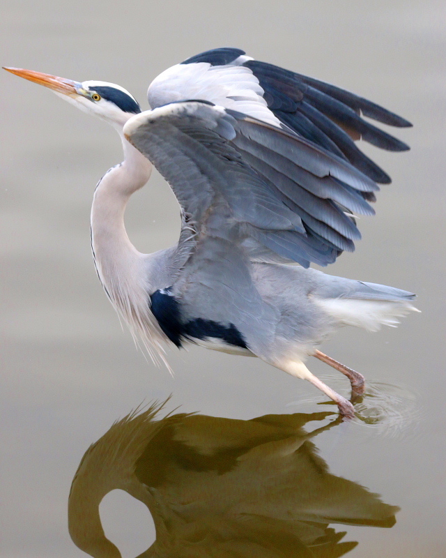 波志江沼で ウ・サギ・カモ_c0305565_17351994.jpg