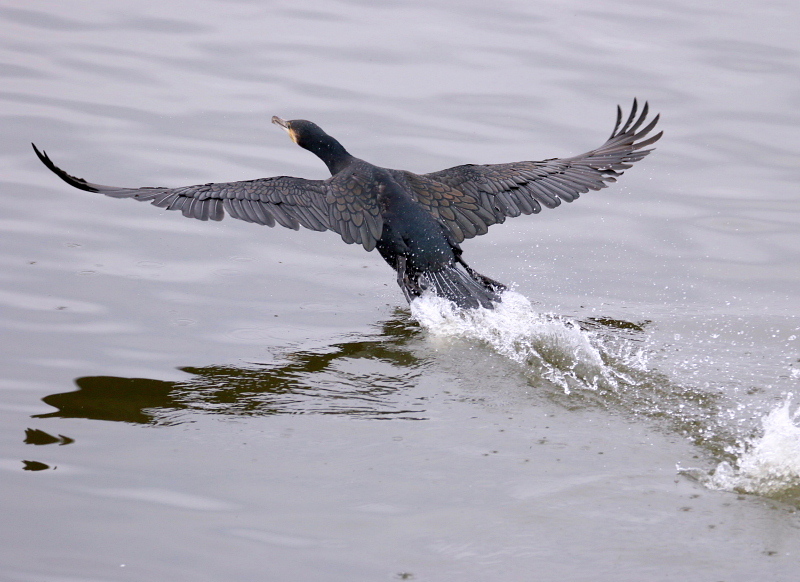 波志江沼で ウ・サギ・カモ_c0305565_17362701.jpg