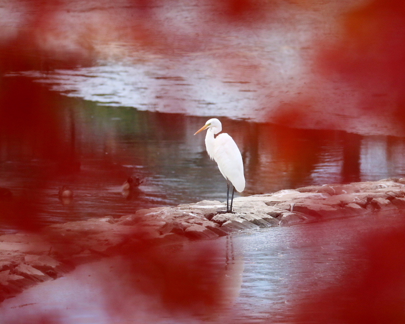 波志江沼で ウ・サギ・カモ_c0305565_17372695.jpg
