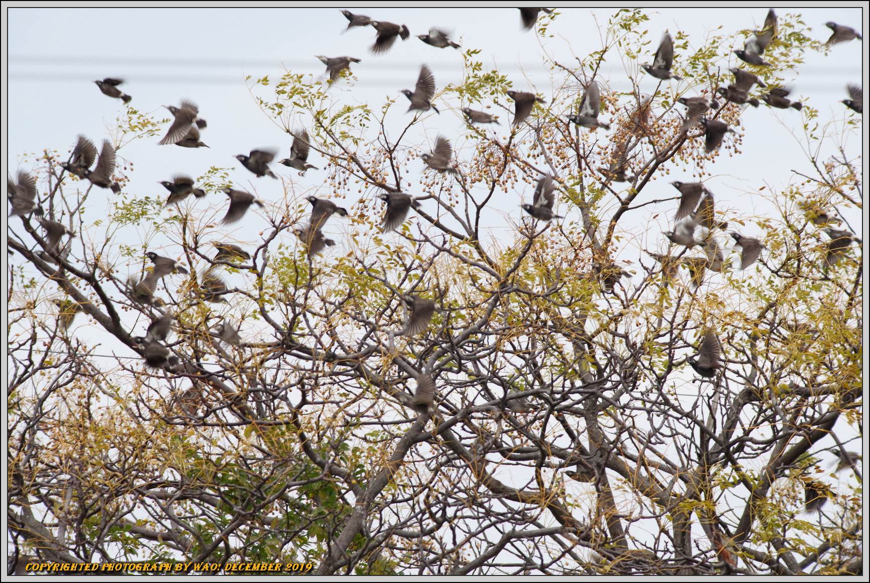 大群が大好きなムクドリ 野鳥の素顔 野鳥と日々の出来事 大群が大好きなムクドリ 野鳥の素顔 野鳥と日々の出来事