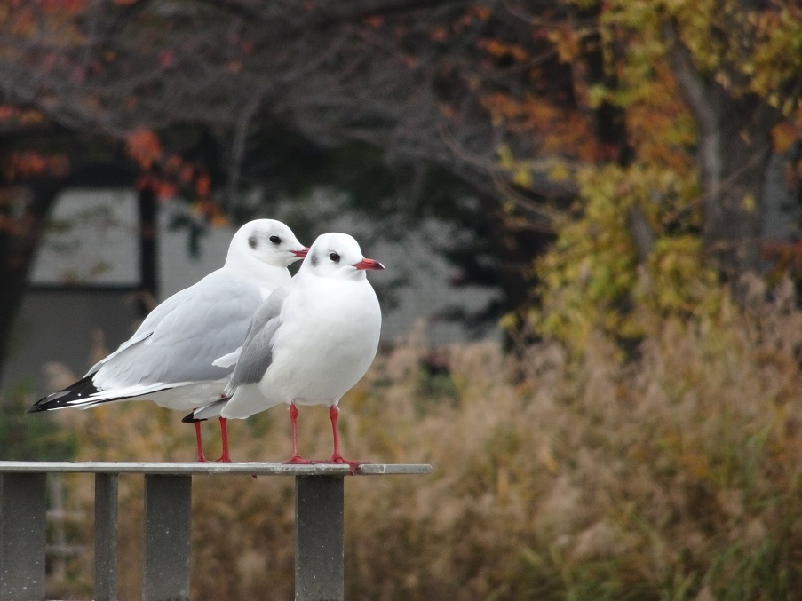 カンムリカイツブリと水鳥たち_e0407376_16573224.jpg