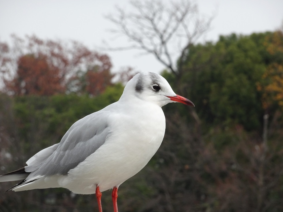 カンムリカイツブリと水鳥たち_e0407376_16582928.jpg