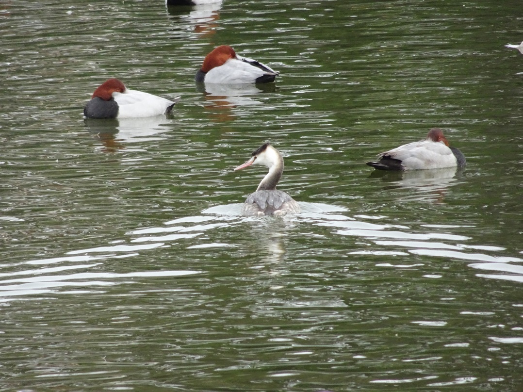 カンムリカイツブリと水鳥たち_e0407376_17025627.jpg