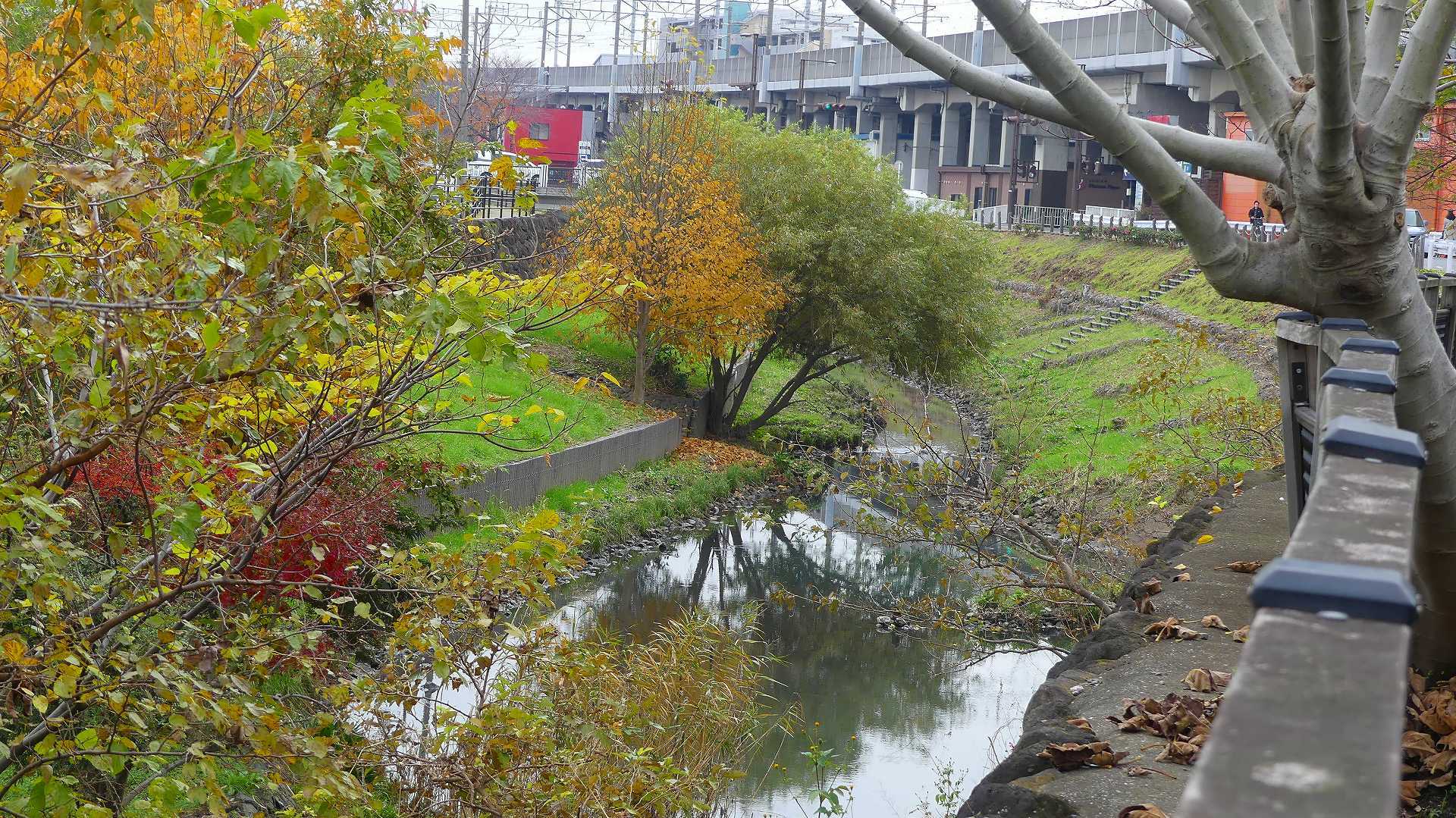 師走のカワセミ広場です　【 2019　12/11（水) 】_a0185081_14253810.jpg