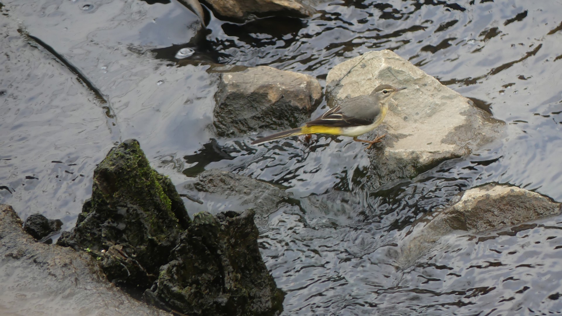 師走のカワセミ広場です　【 2019　12/11（水) 】_a0185081_14271234.jpg