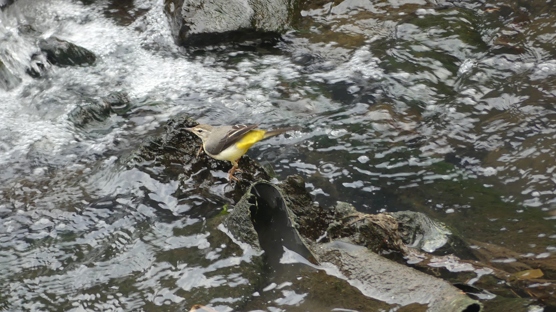 師走のカワセミ広場です 【 2019 12/11(水) 】_a0185081_14292349.jpg
