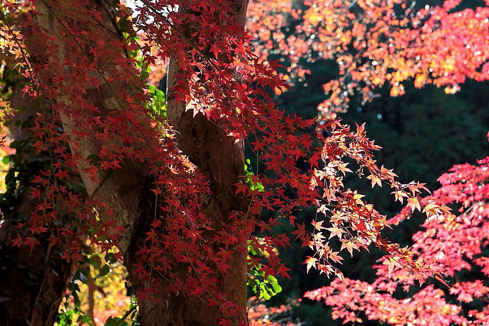 毛呂山町 モミジの鎌北湖 ラスト_e0165983_10131956.jpg