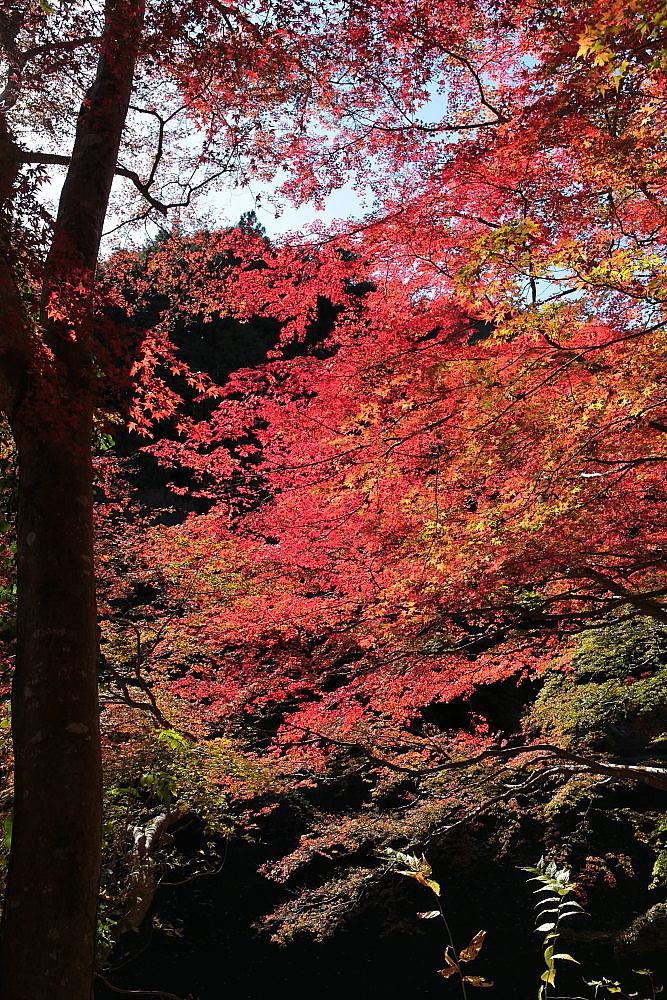毛呂山町 モミジの鎌北湖 ラスト_e0165983_10132465.jpg