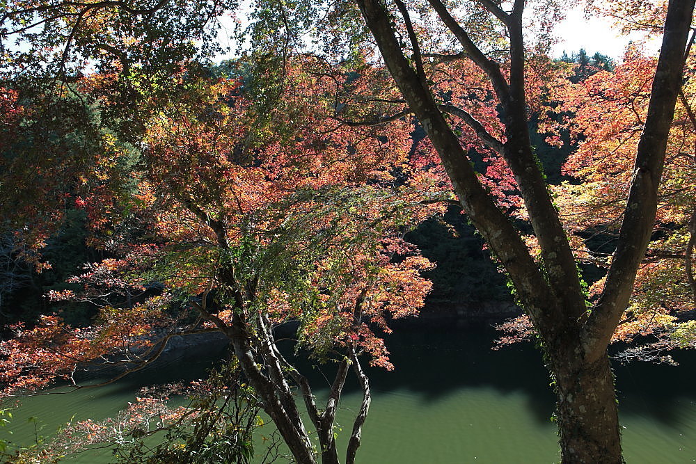 毛呂山町 モミジの鎌北湖 ラスト_e0165983_10133560.jpg