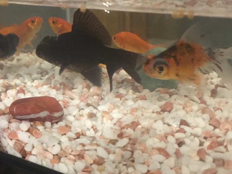 十日町と金魚_a0129492_20352368.jpeg
