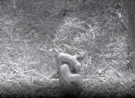 オランダ・レネンのアウヴェハンス動物園でホッキョクグマの双子の赤ちゃん誕生!~ フリーダムが出産_a0151913_2385590.jpg