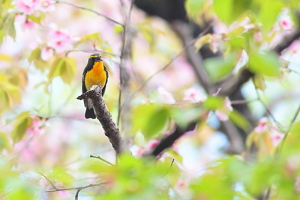2019年を振り返って…桜の枝にキビタキが_e0413627_17054471.jpg