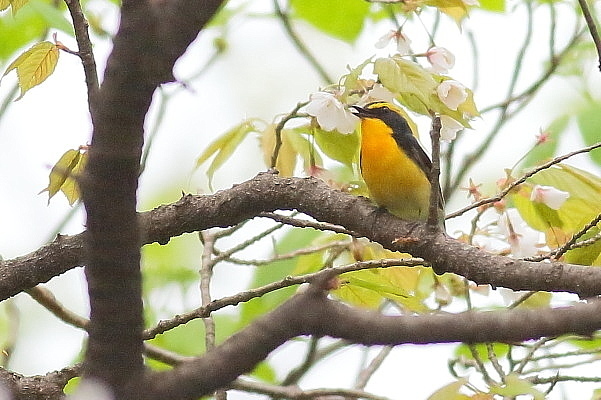 2019年を振り返って…桜の枝にキビタキが_e0413627_17060229.jpg