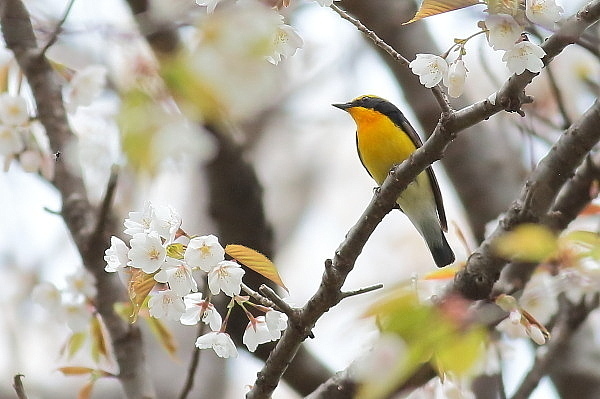 2019年を振り返って…桜の枝にキビタキが_e0413627_17061679.jpg
