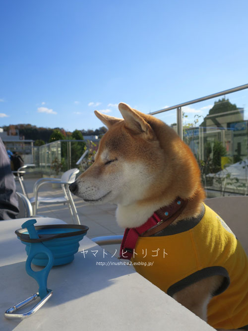 眠い_e0394031_06153337.jpg