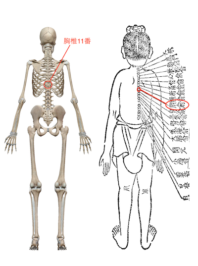 背中の不調、鼻の不調のときに共通して整えるのもここ 〜ある日の施術より〜_e0073240_08121907.jpg