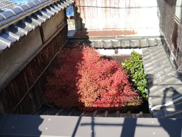坪庭上空3メートルくらい 満天星の紅い傘_e0230141_21274437.jpg
