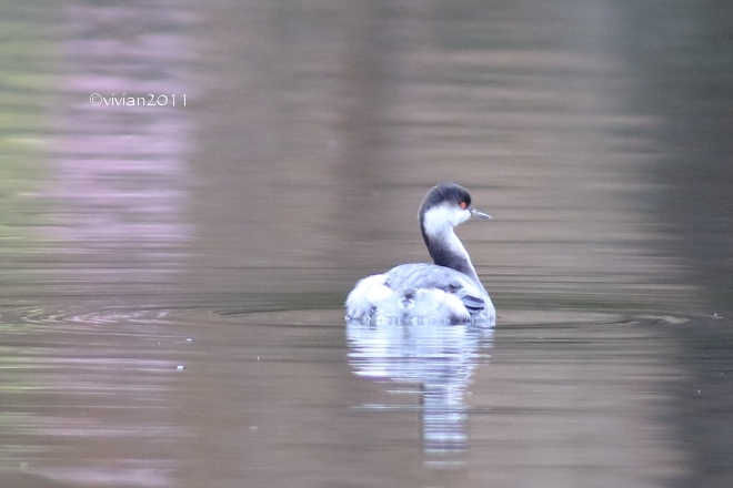 野鳥を観察する会 in 真岡井頭公園_e0227942_21532219.jpg