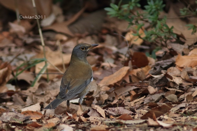 野鳥を観察する会 in 真岡井頭公園_e0227942_21554397.jpg
