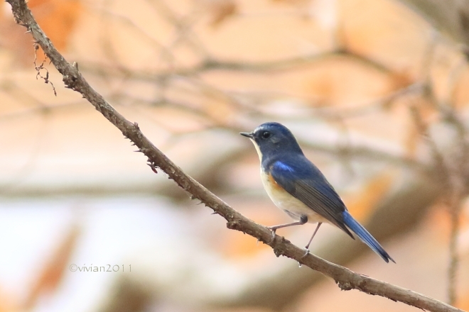 野鳥を観察する会 in 真岡井頭公園_e0227942_21574955.jpg