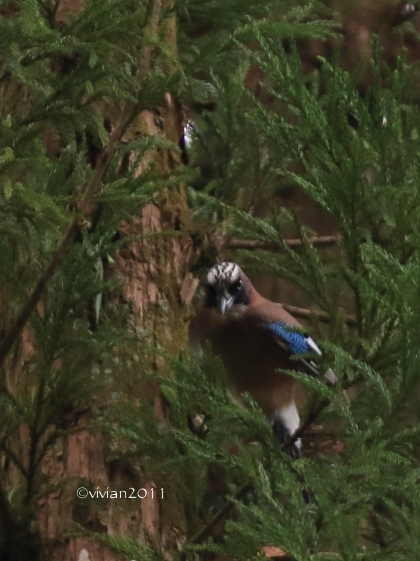 野鳥を観察する会 in 真岡井頭公園_e0227942_22010298.jpg