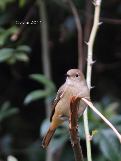 野鳥を観察する会 in 真岡井頭公園_e0227942_22091448.jpg